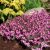 Erica carnea ´Wintersonne´