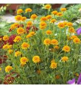 Heliopsis helianthoides ´Asahi´