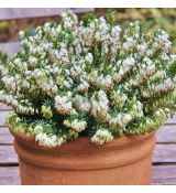 Erica carnea ´Isabell´