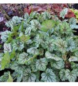 Heuchera hybr. ´Venus´