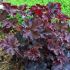 Heuchera ´Palace purple´