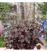 Heuchera ´Palace purple´