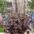 Heuchera ´Palace purple´