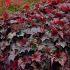 Heuchera ´Palace purple´
