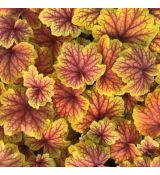 Heuchera hybr. ´Red Lightning´ ®