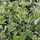 Euonymus japonicus ´Albomarginatus´