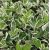 Euonymus japonicus ´Albomarginatus´