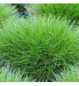 Festuca gautieri (scoparia)