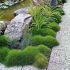 Festuca gautieri (scoparia)
