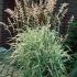 Phalaris arundinacea ´Picta´