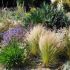 Stipa ´Pony Tails´