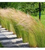 Stipa ´Pony Tails´