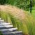 Stipa ´Pony Tails´