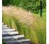 Stipa ´Pony Tails´ 9x9 / 0,5L
