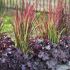 Imperata cylindrica ´Red Baron´