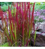 Imperata cylindrica ´Red Baron´