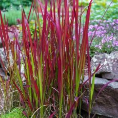 Imperata cylindrica ´Red Baron´