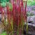 Imperata cylindrica ´Red Baron´