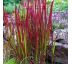 Imperata cylindrica ´Red Baron´ 9x9 / 0,5L