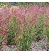 Panicum virgatum ´Shenandoah´