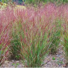 Panicum virgatum ´Shenandoah´