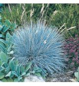 Festuca glauca 'Blue Select'