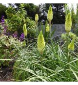 Kniphofia ´Citrina´