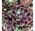 Sempervivum ´Ford´s Giant´ 8x8 / 5-10cm