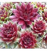 Sempervivum ´Corsair´