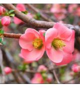 Chaenomeles x superba ´Semperflorens´