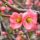 Chaenomeles x superba ´Semperflorens´