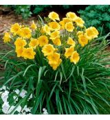 Hemerocallis 'Stella d´Oro'