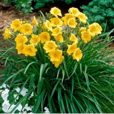 Hemerocallis 'Stella d´Oro'