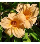 Hemerocallis ´Louise Manellis´