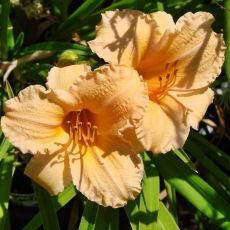 Hemerocallis ´Louise Manellis´