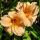 Hemerocallis ´Louise Manellis´