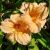 Hemerocallis ´Louise Manellis´