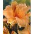 Hemerocallis ´Louise Manellis´