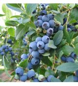 Čučoriedka kanadská ´BLUECROP´
