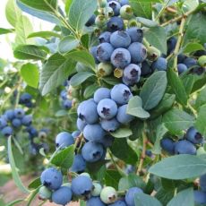 Čučoriedka kanadská ´BLUECROP´