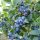 Čučoriedka kanadská ´BLUECROP´