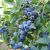 Čučoriedka kanadská ´BLUECROP´