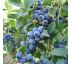 Čučoriedka kanadská ´BLUECROP´ 9x9 / 0,5L