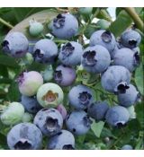 Čučoriedka kanadská  ´BLUEJAY´