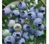 Čučoriedka kanadská  ´BLUEJAY´ Ø15 / 1,5L