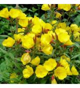 Oenothera tetragona