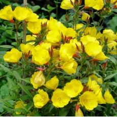 Oenothera tetragona