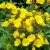 Oenothera tetragona
