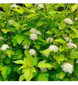 Physocarpus opulifolius ´Darts Gold´