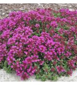 Thymus praecox ´Coccineus´